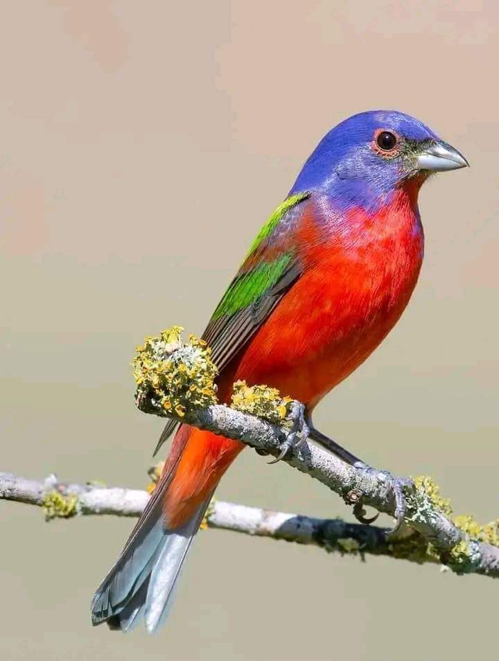 ���� ��������