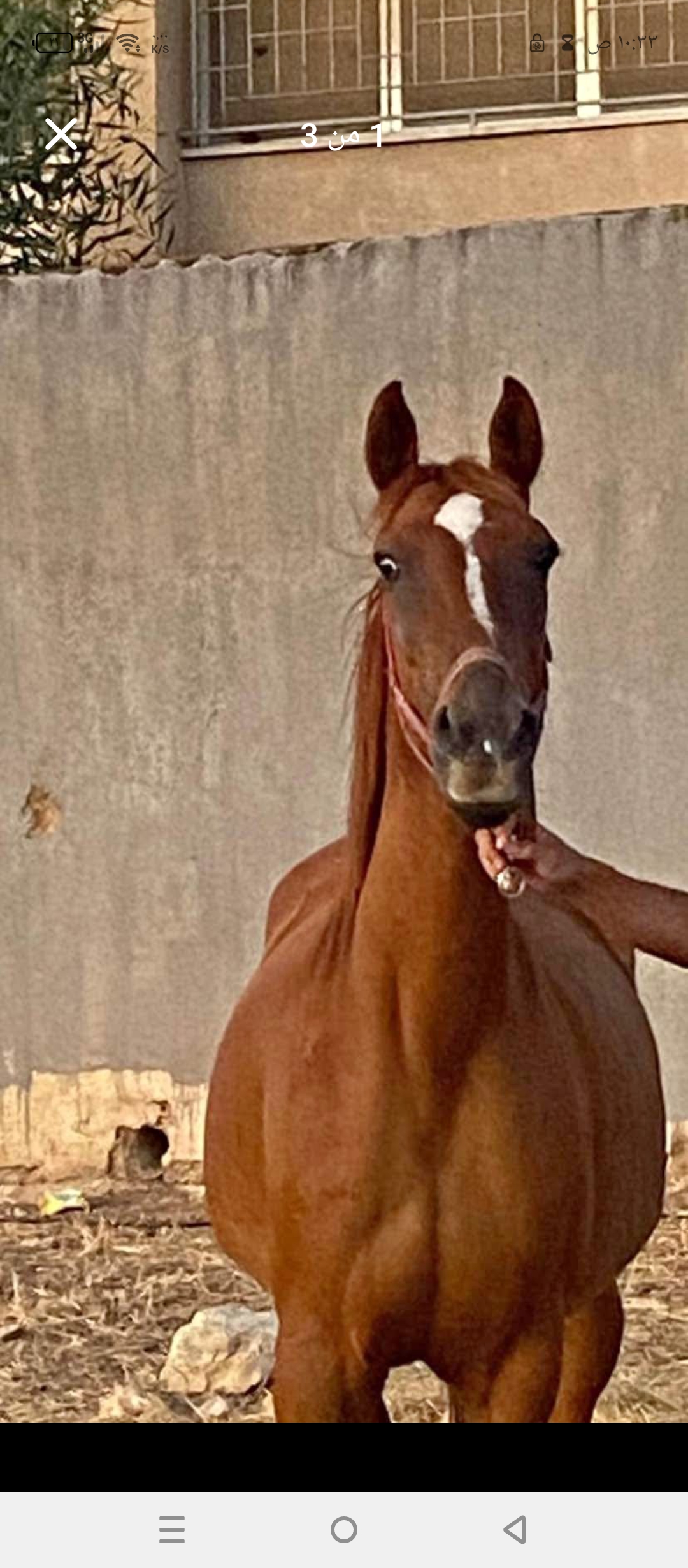 ��� �������