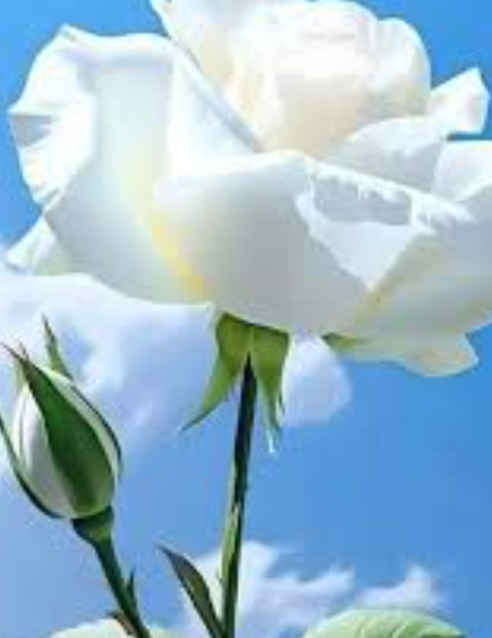 Ali Shahim_Xge8J